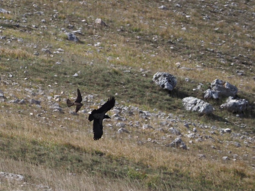 Smeriglio  (Falco columbarius)